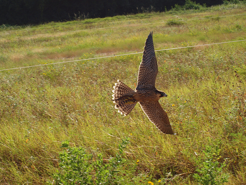 Low flying falcon